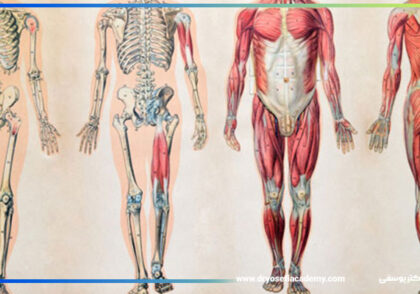 کافه کسب وکار آناتومی استخوان‌ها