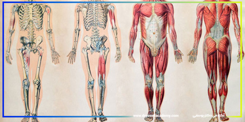 کافه کسب وکار آناتومی استخوان‌ها