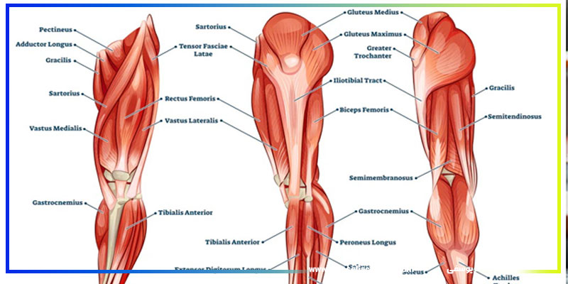 بررسی عضلات اصلی پا و عملکرد آنها