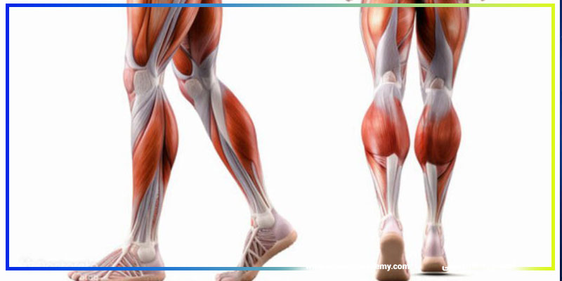 طراحی برنامه تمرینی پا براساس آناتومی