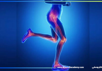 آناتومی عضلات پا