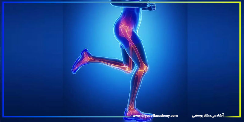 آناتومی عضلات پا