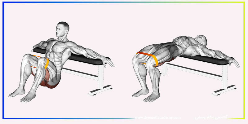 طرز صحیح انجام هیپ تراست با هالتر؛ آموزش گام‌به‌گام برای عضله‌سازی اصولی