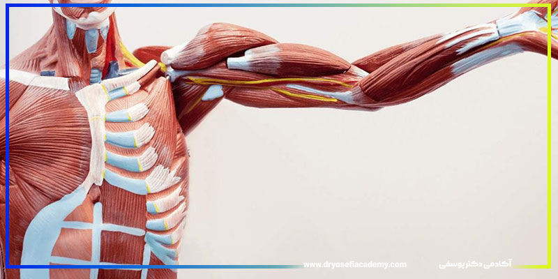 عضلات سرشانه