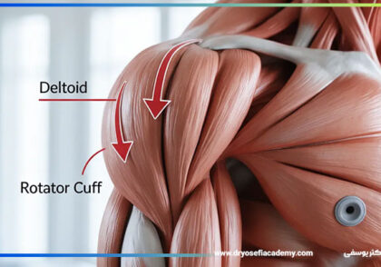 عضلات سرشانه: آناتومی، عملکرد و تمرینات اصلی برای تقویت